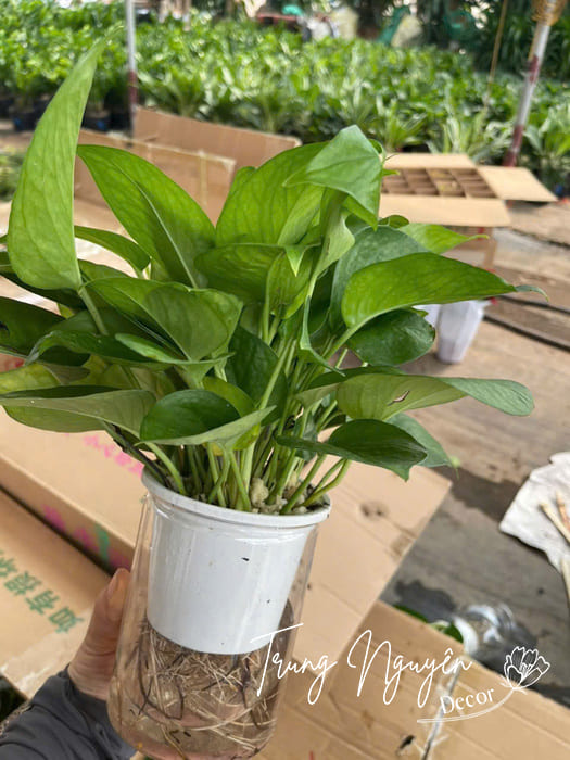 Cây thủy sinh mini đặt bàn