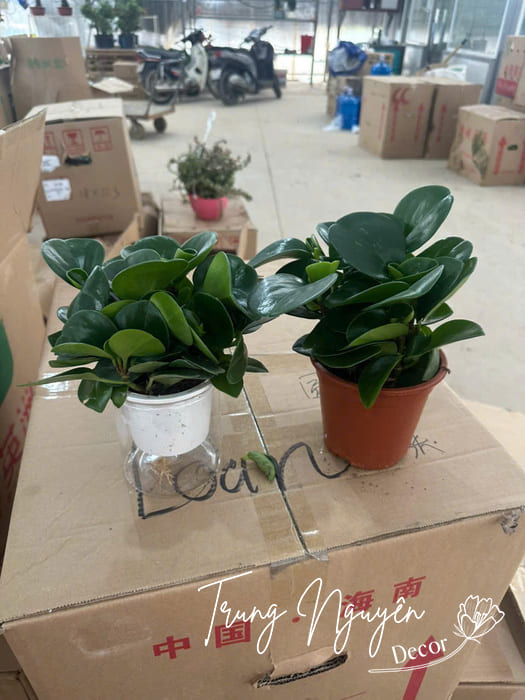 Cây thủy sinh mini đặt bàn