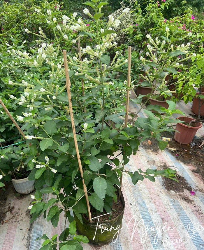 Cây Hoa Bạch Trầm Hương