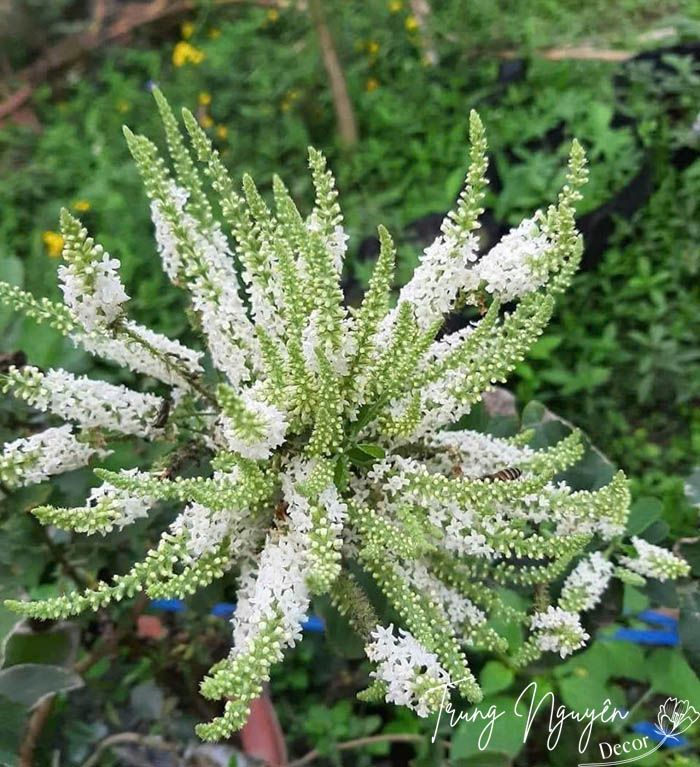 Cây Hoa Bạch Trầm Hương