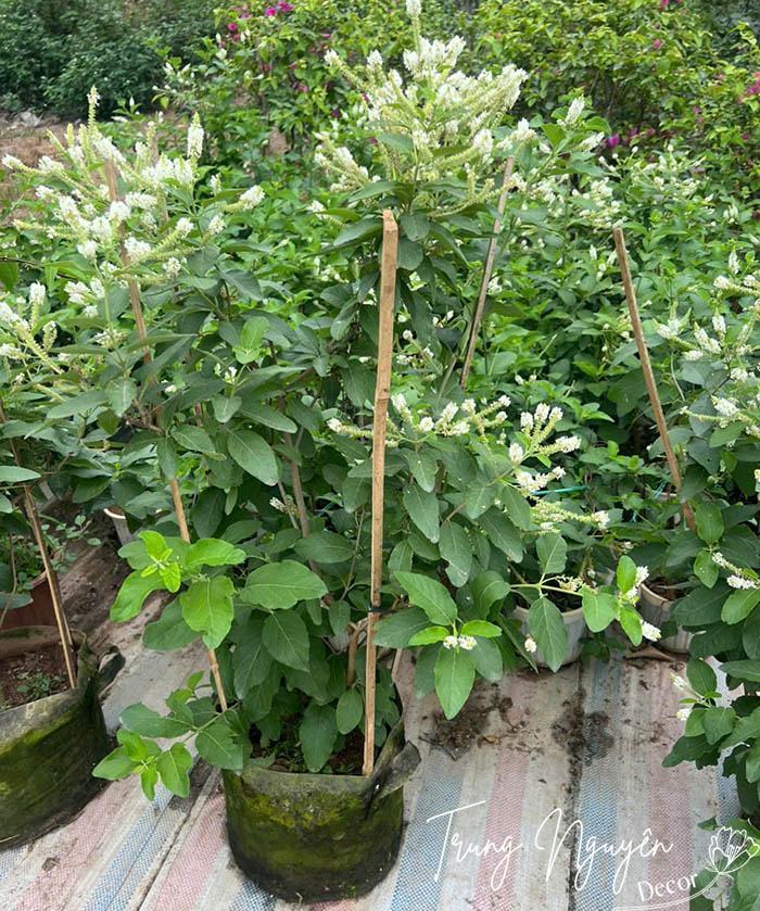 Cây Hoa Bạch Trầm Hương