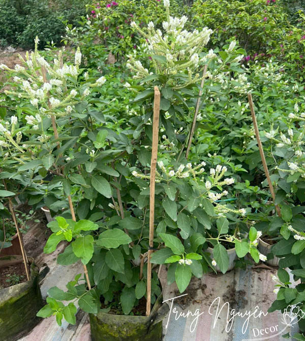 Cây Hoa Bạch Trầm Hương