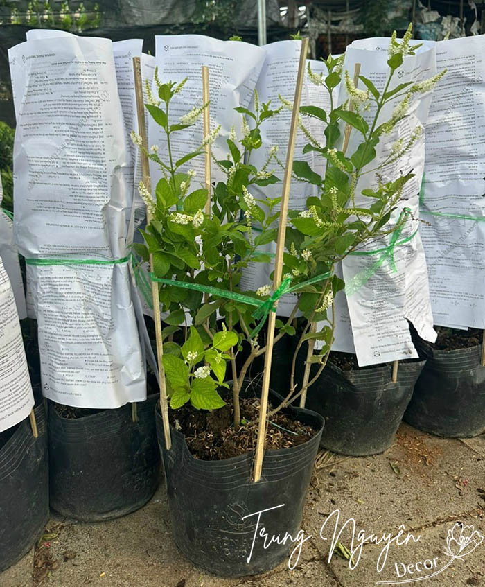 Cây Hoa Bạch Trầm Hương