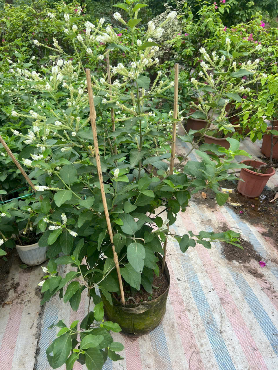 Cây Hoa Bạch Trầm Hương