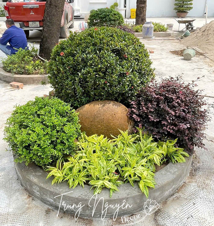 Cây trồng sân vườn Nhật Bản bền đẹp