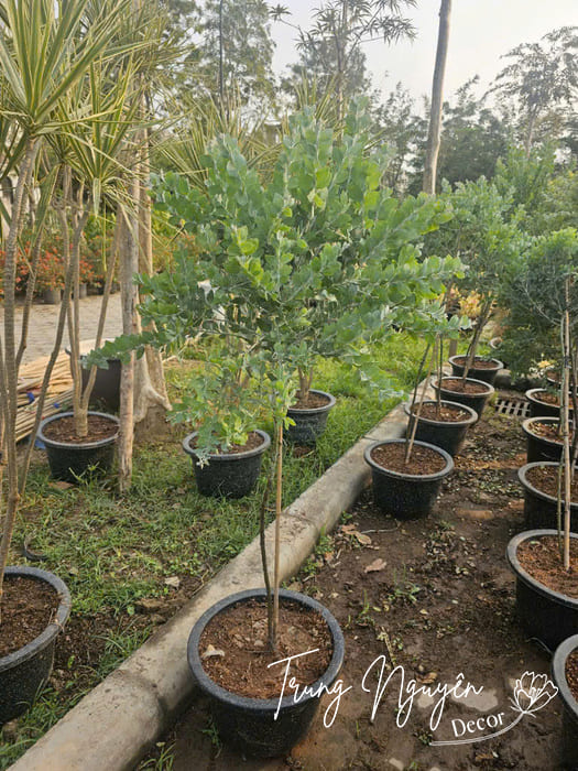 Cây Mimosa