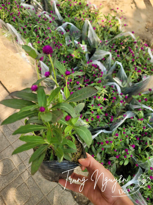 Cây Cúc Bách Nhật