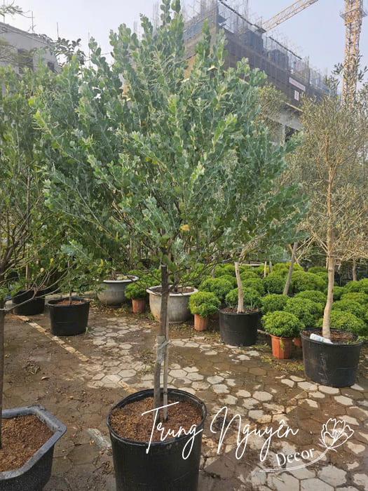 Cây Mimosa