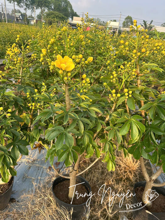 Cây Mai Hà Lan
