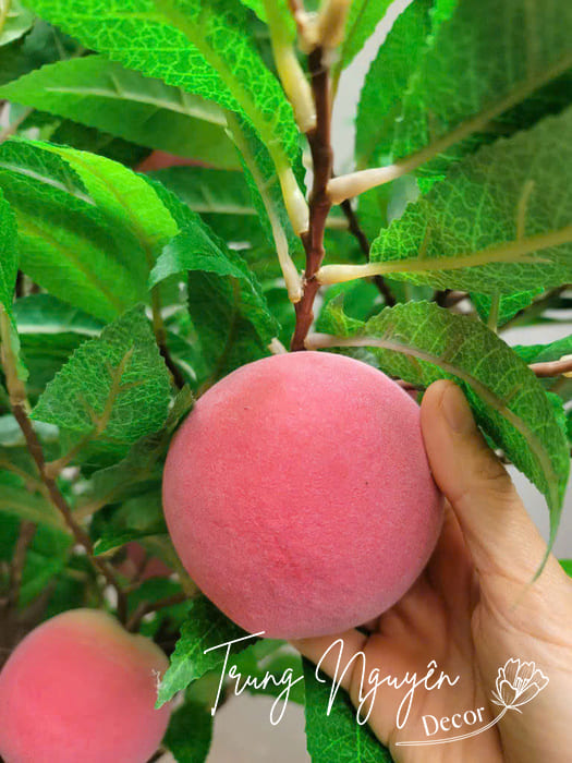 Cây đào quả hồng giả