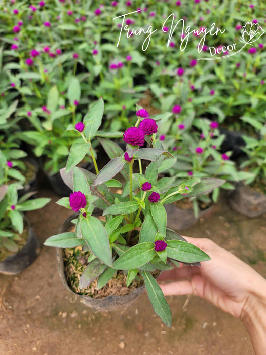 Cây Cúc Bách Nhật