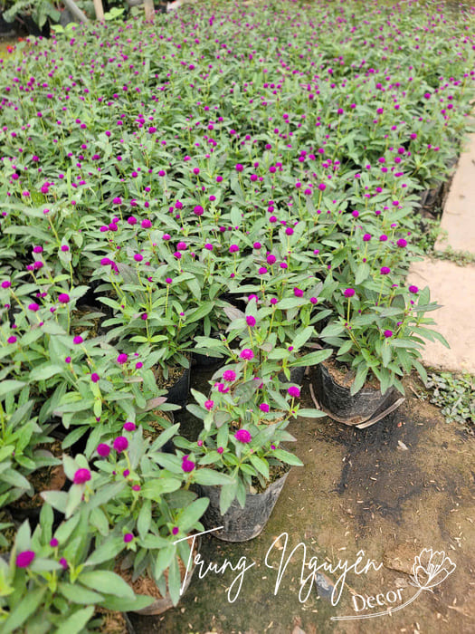 Cây Cúc Bách Nhật