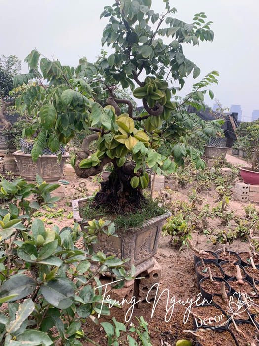 Cây Khế Bonsai