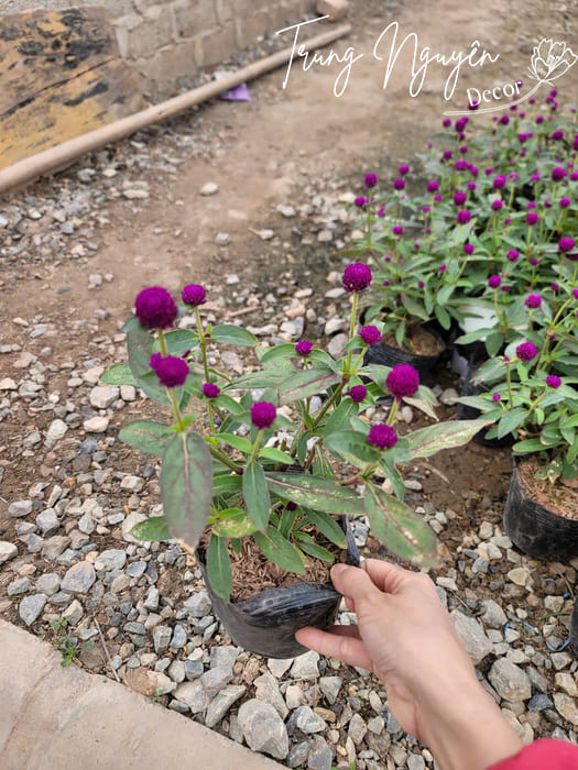 Cây Cúc Bách Nhật