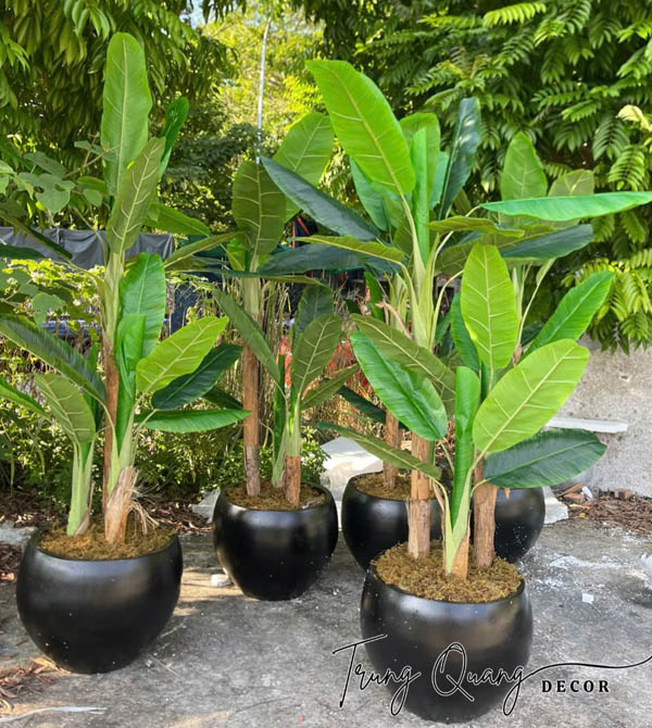 Cây Chuối Giả