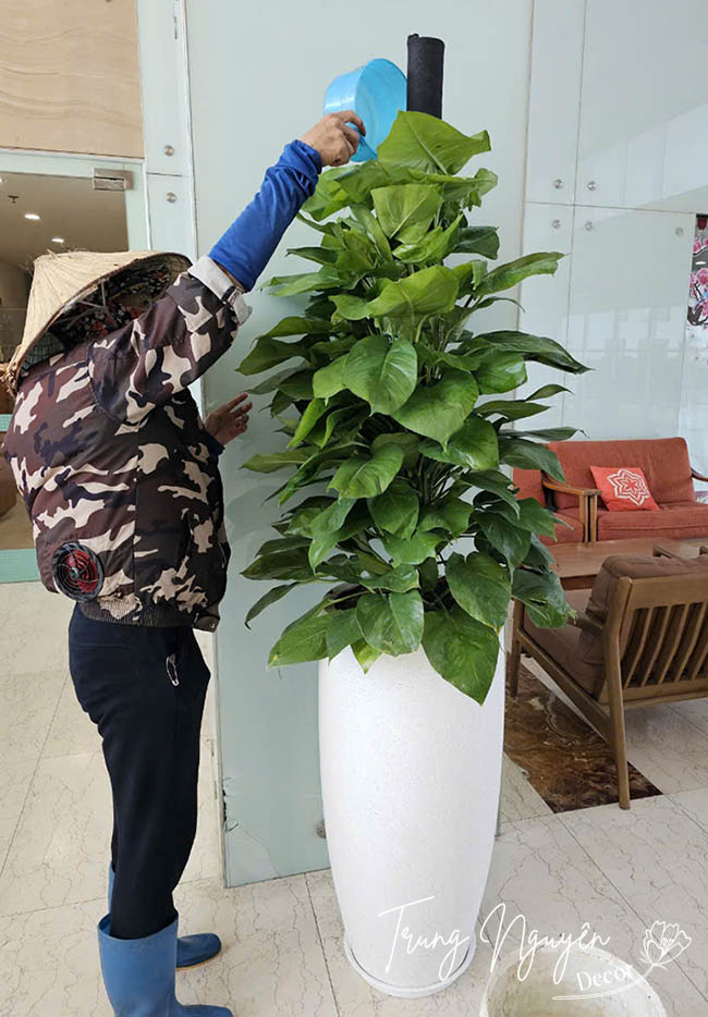 Cây Trầu Bà Cột