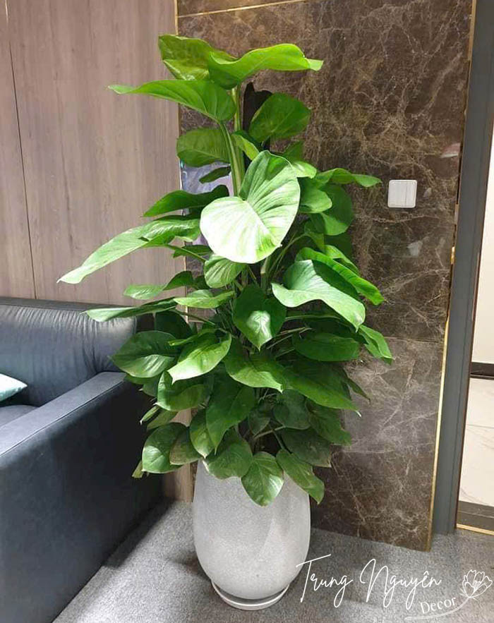 Cây Trầu Bà Cột