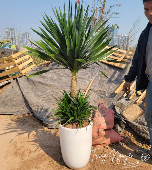 Cây Phát Tài Núi