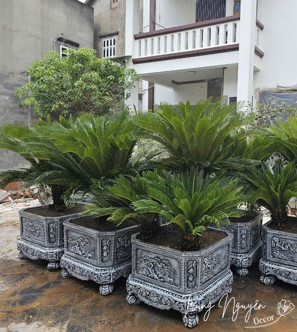 Cây Vạn Tuế