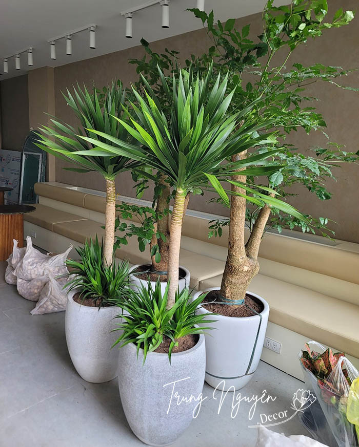 Cây Phát Tài Núi