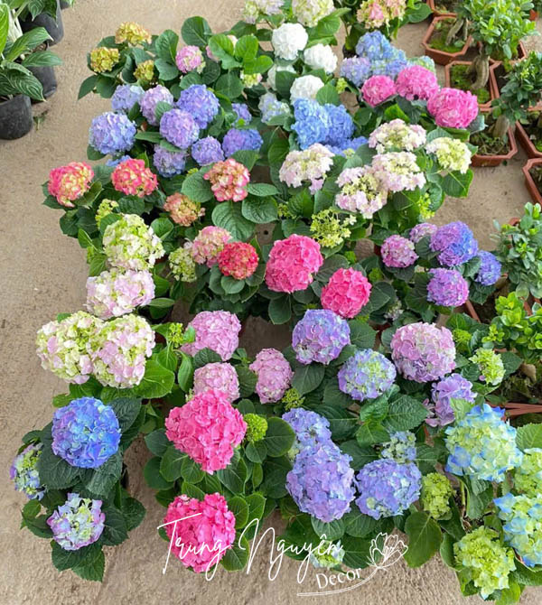 Cây Cẩm Tú Cầu nhiệt đới