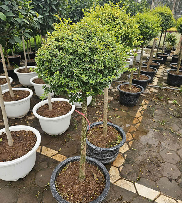 Cây Vàng Bạc dáng tree