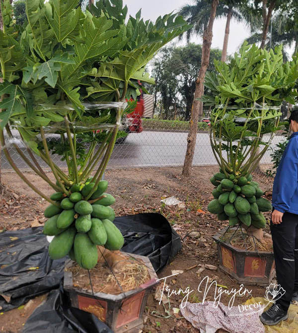 Cây Đu Đủ lùn bonsai siêu quả 