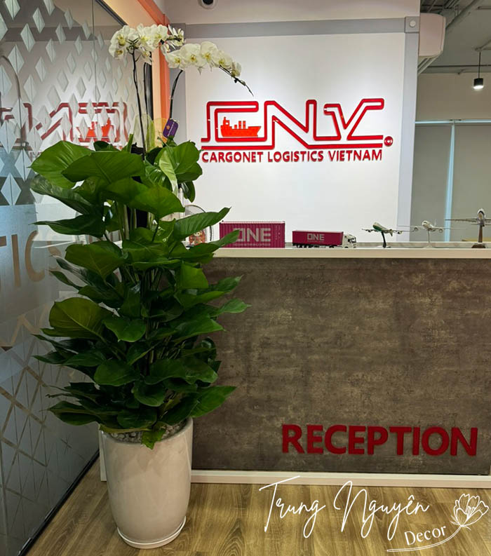 Cây Trầu Bà Cột