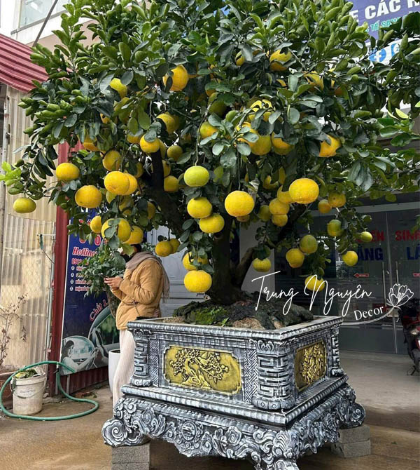Chậu cây Bưởi Tết Bán - Cho Thuê