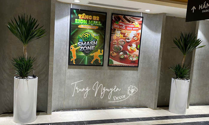 Cây Phát Tài Núi