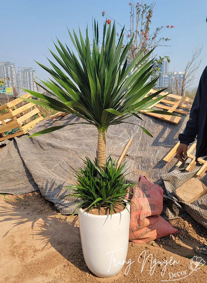 Cây Phát Tài Núi