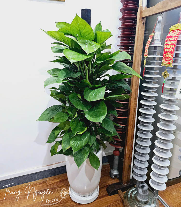 Cây Trầu Bà Cột