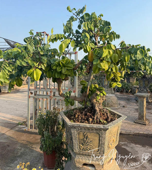 Cây Khế Bonsai