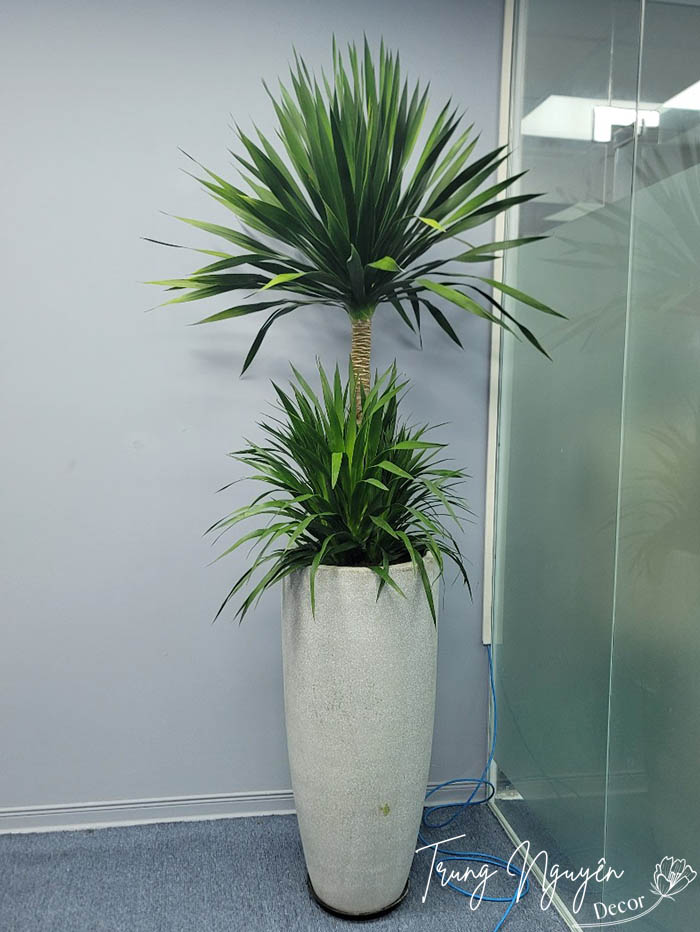 Cây Phát Tài Núi