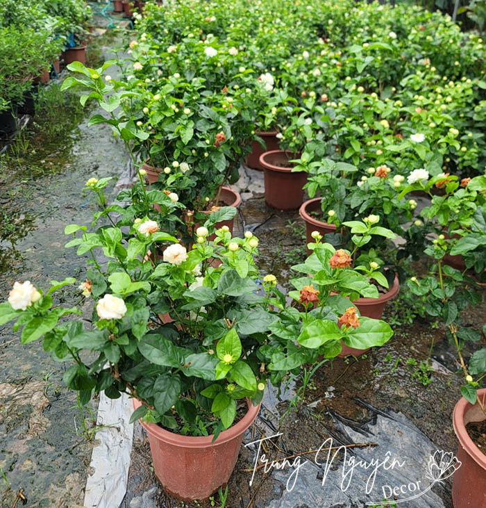 Cây hoa nhài ta - Nhài kép 3 lá