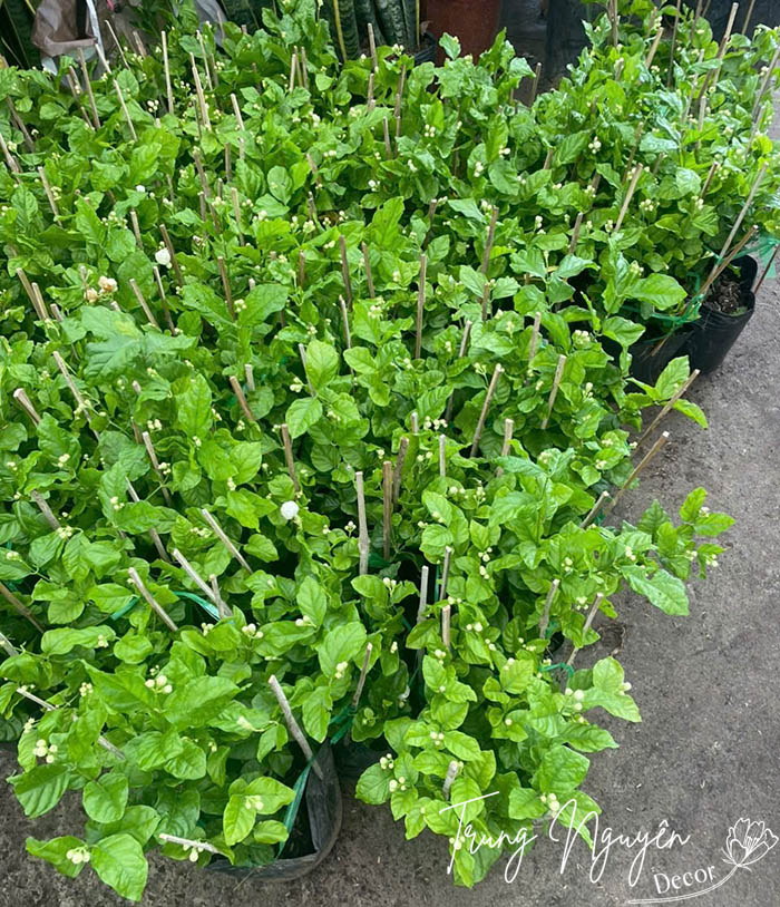 Cây hoa nhài ta - Nhài kép 3 lá