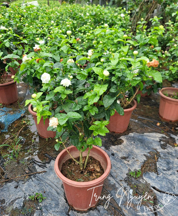 Cây hoa nhài ta - Nhài kép 3 lá