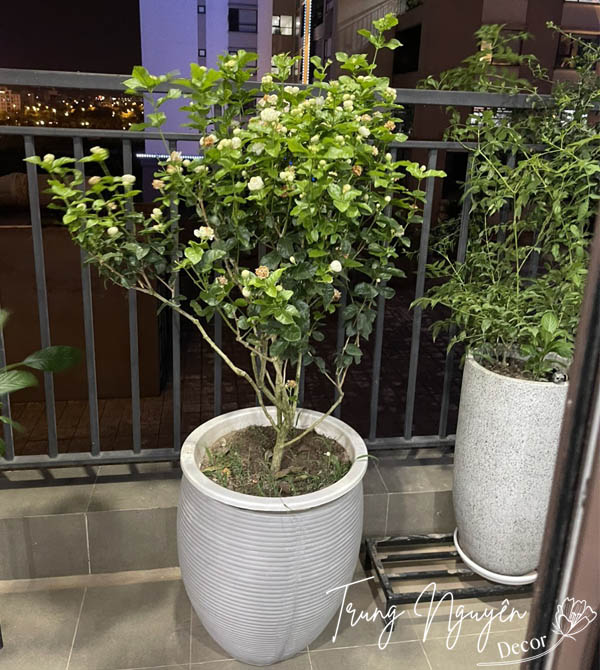 Cây hoa nhài ta - Nhài kép 3 lá