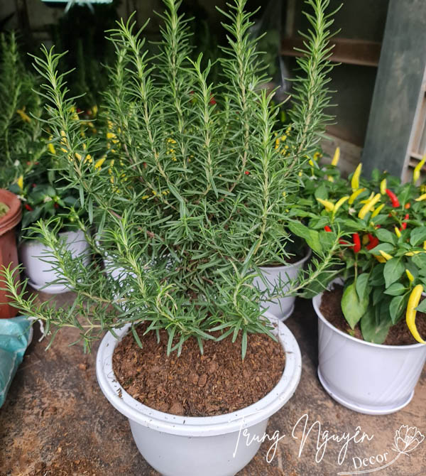 Cây hương thảo thơm gia vị