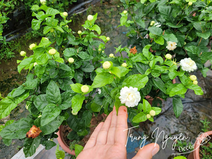 Cây hoa nhài ta - Nhài kép 3 lá