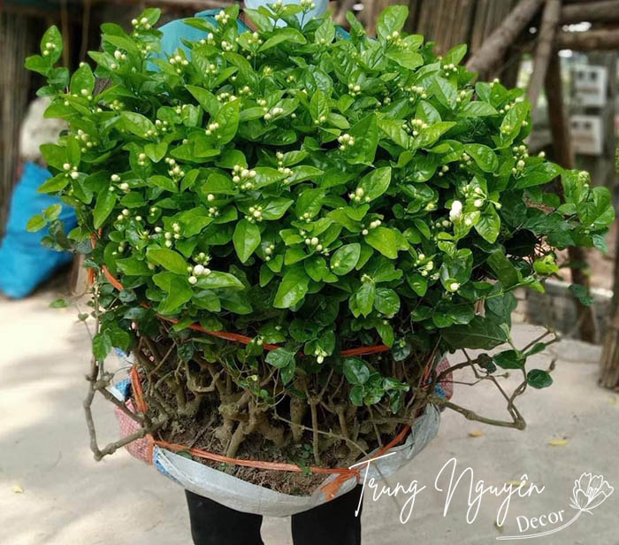 Cây hoa nhài ta - Nhài kép 3 lá