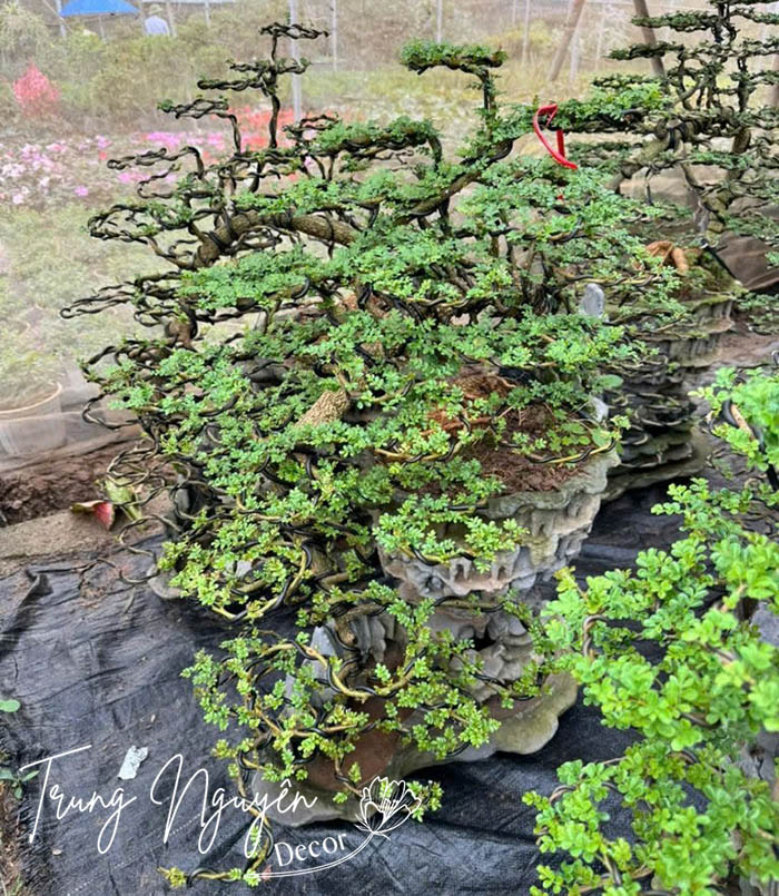 Cây Cần Thăng Bonsai