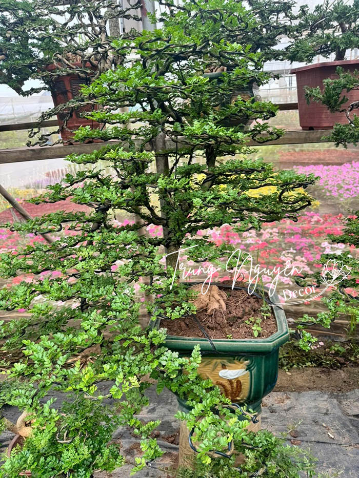 Cây Cần Thăng Bonsai