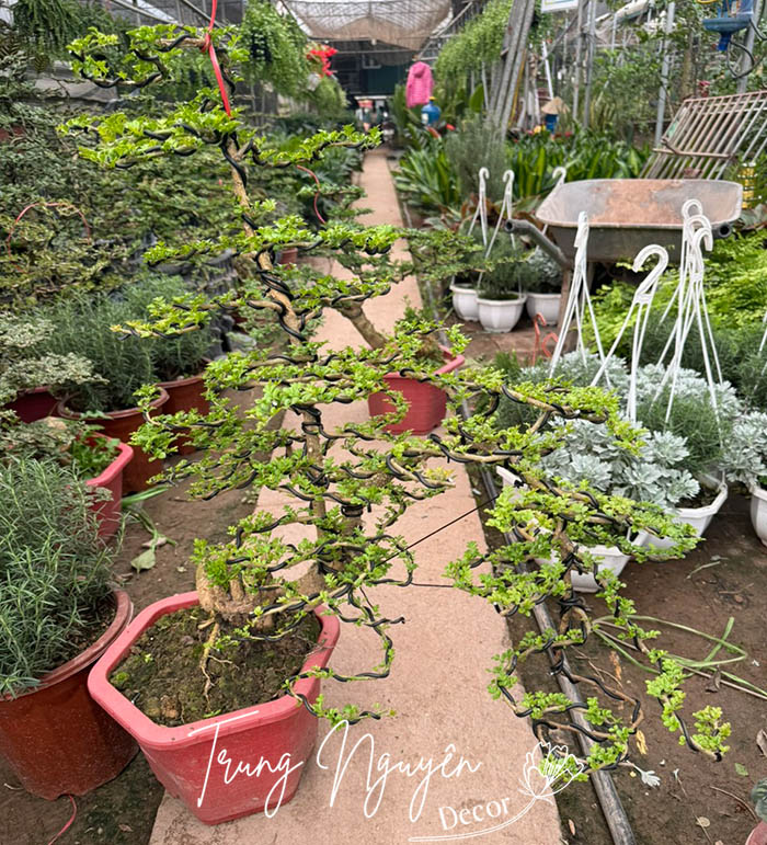 Cây Cần Thăng Bonsai