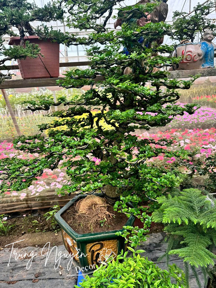 Cây Cần Thăng Bonsai