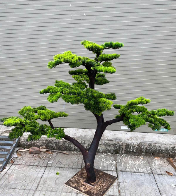 CÂY TÙNG LA HÁN GIẢ DECOR 