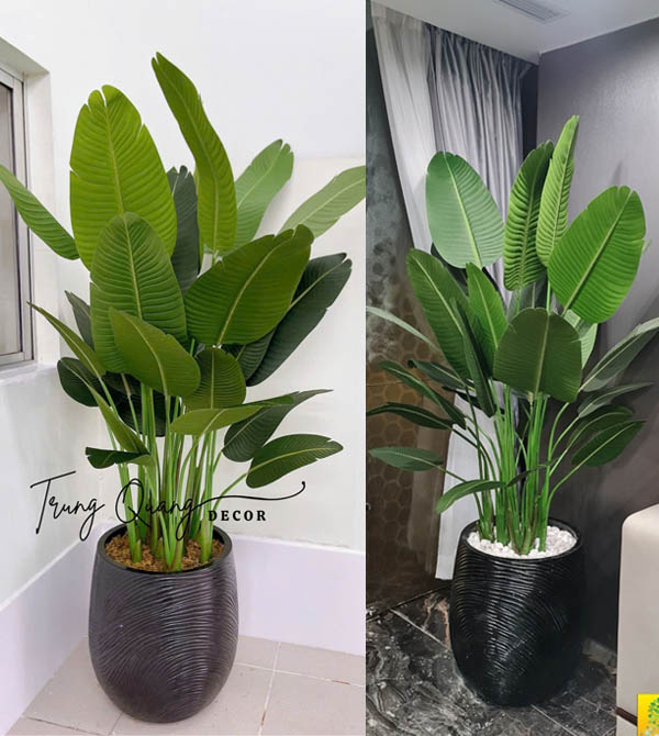 Chậu Chuối Rẻ Quạt Giả cao 2m