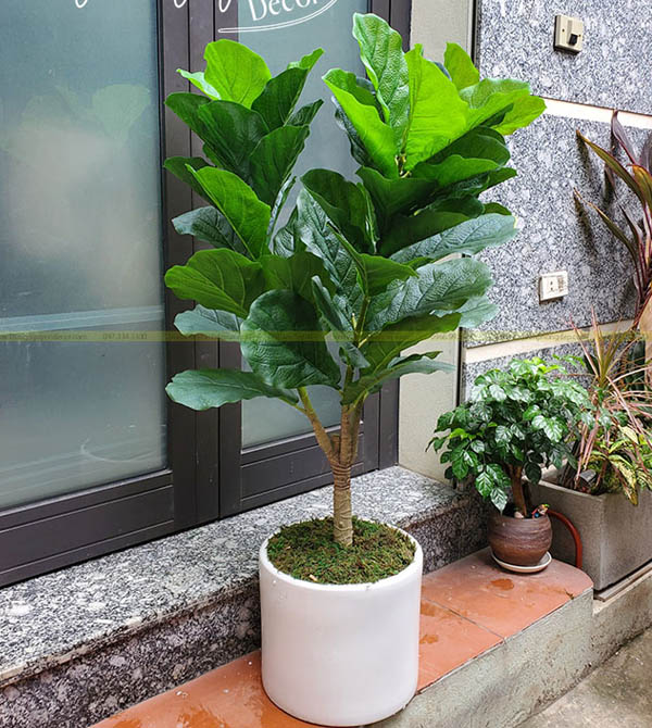 Bàng Singapore Giả