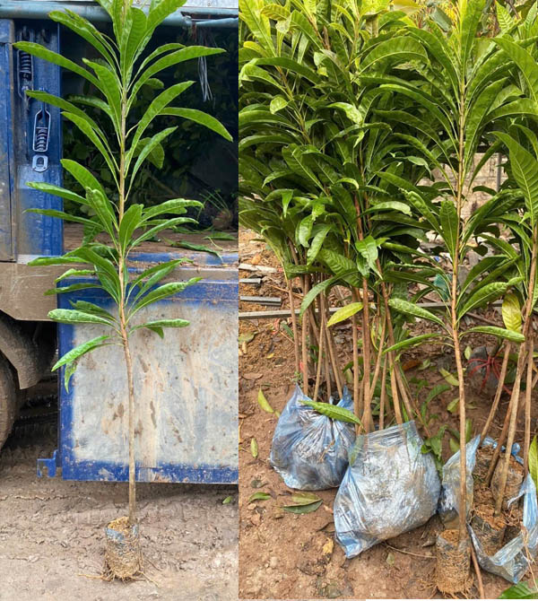Cây trứng gà giống