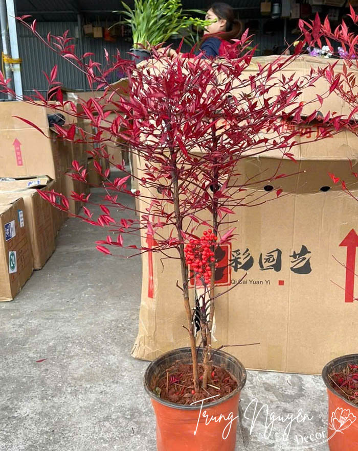 Cây Nam Thiền Trúc Xanh - Đỏ